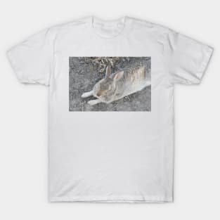 Rabbit, Desert Cottontail, Wildlife T-Shirt